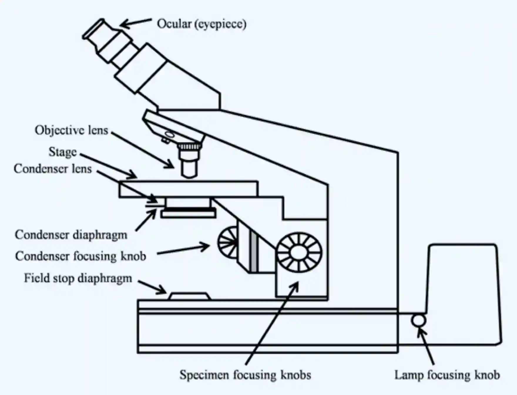 Neural Imaging-20250810121312442